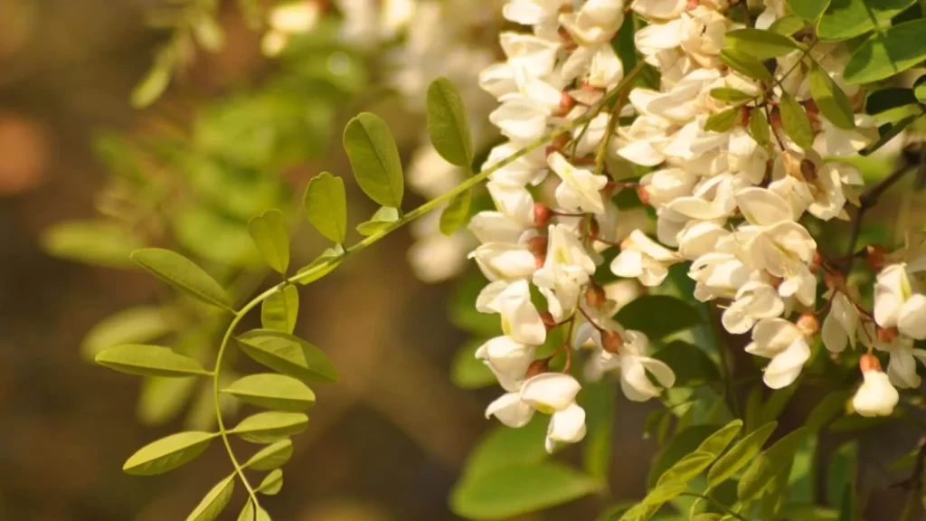 les fleurs d'accacia