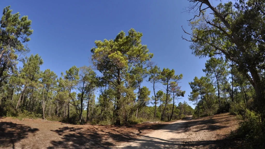 La forêt de Saint Jean de Monts