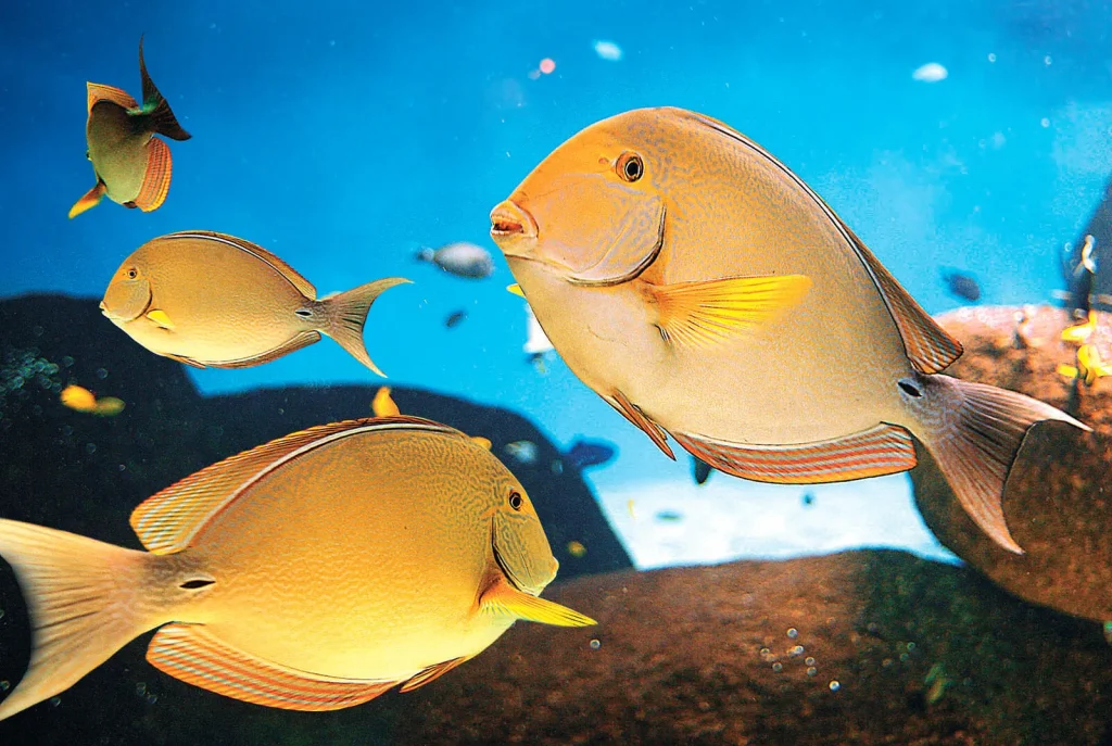 poisson dans l'aquarium de vendée