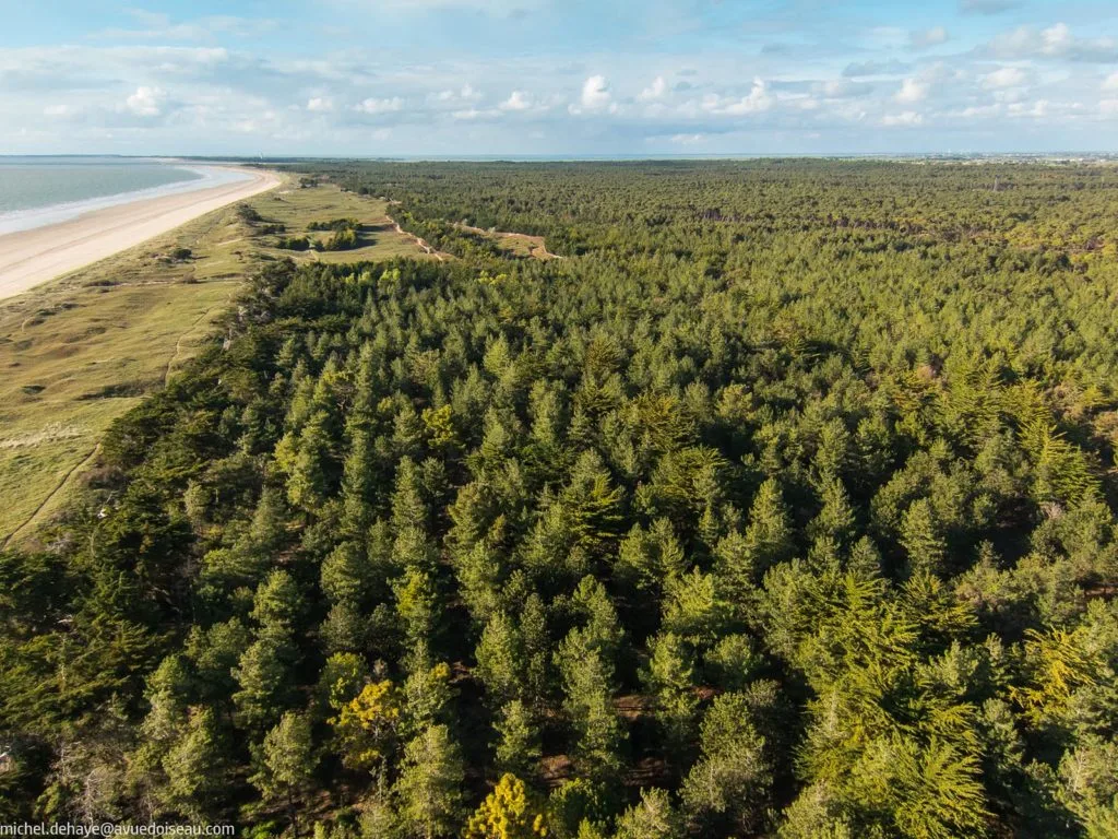 photo vue d'un drone sur la foret domaniale des pays de monts