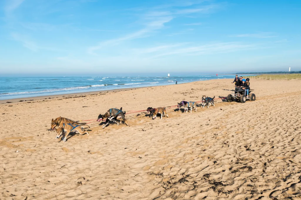 course de chiens de traineau sur la plage de la barre de monts