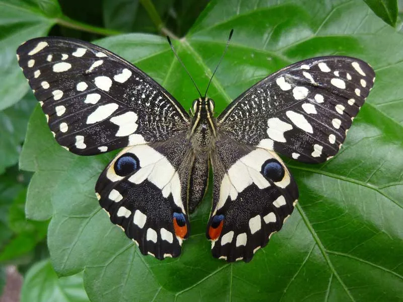 photo d'un papillon rare de l'ile aux papillons à La Guérinière