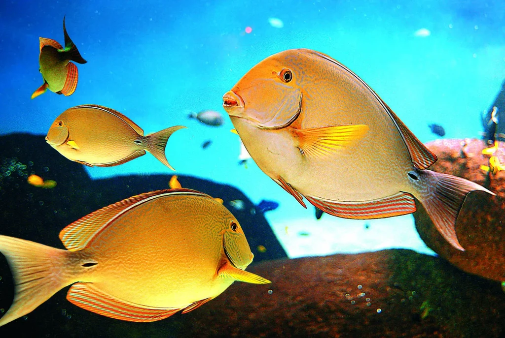 poissons dans un aquarium