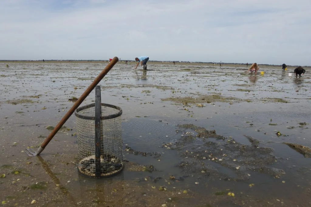 photo d'une plage pleine de vase avec des pêcheurs à pied en train de chercher des coquillages