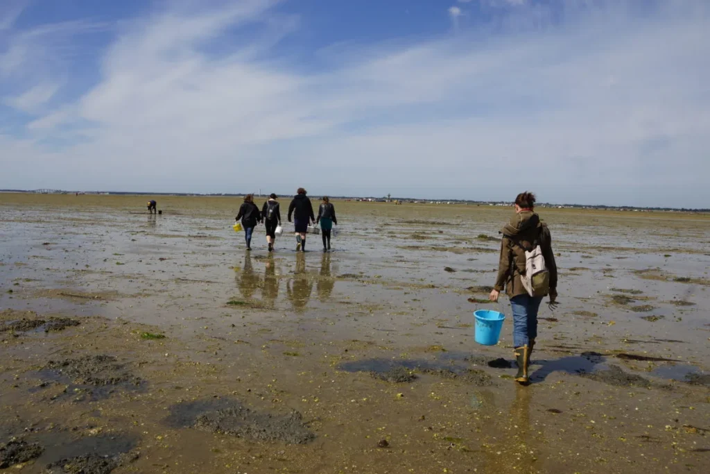 photo d'un groupe de pêcheurs à pied dans la vase à la recherche de coquillages