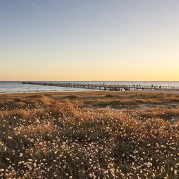 La vie secrète de nos plages et forêts