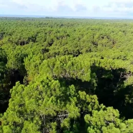 A la rencontre d’un forestier