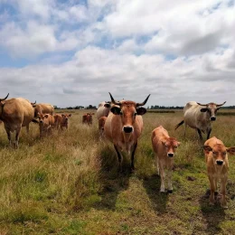 Farmers and Local producers in pays de saint jean de monts