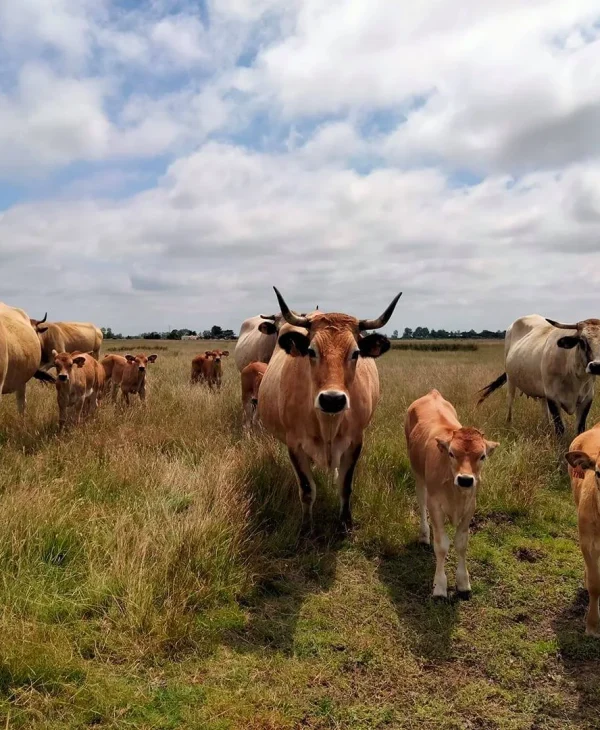 Farmers and Local producers in pays de saint jean de monts