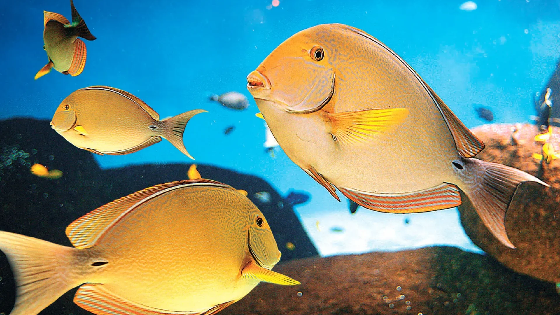 poisson dans l'aquarium de vendée